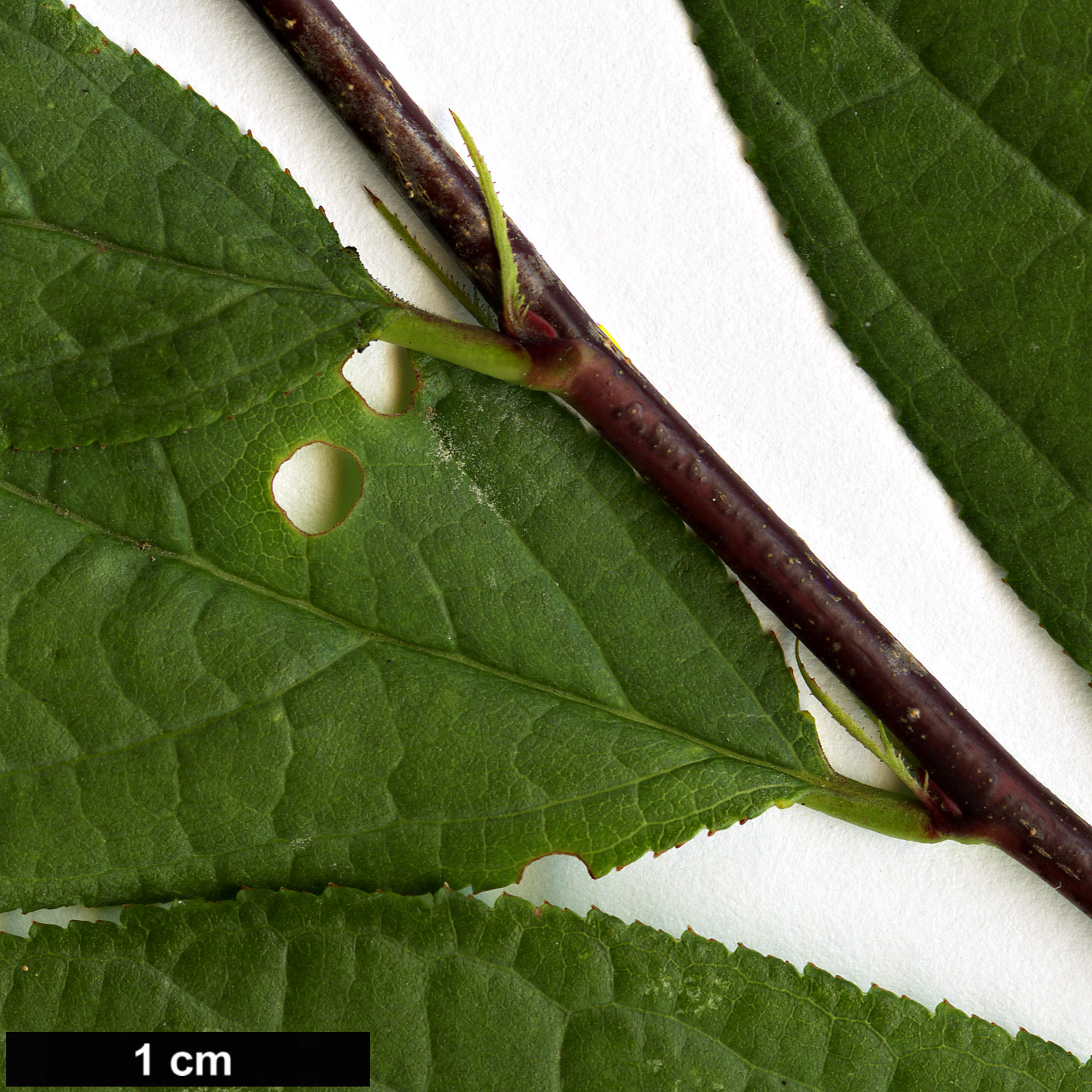High resolution image: Family: Rosaceae - Genus: Prunus - Taxon: glandulosa - SpeciesSub: ‘Alba Plena’